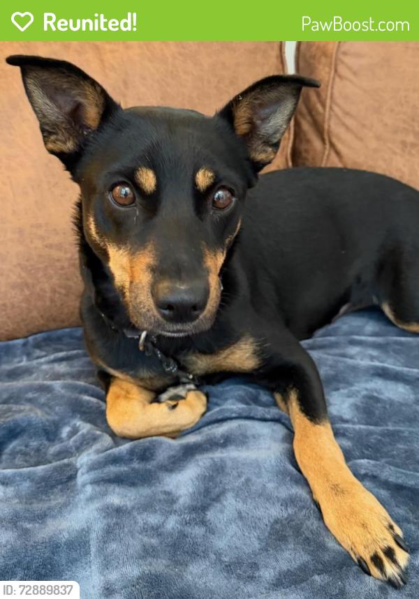 Reunited Female Dog last seen South Austin near South Lamar Blvd and Ben White Blvd, Austin, TX 78704