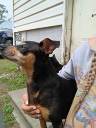 Lost Female Dog last seen Cochran st, Houston, TX 77022