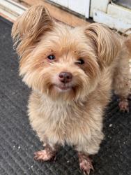 Reunited Female Dog last seen Near SW 212th Ave, hmstd, FL 33034, USA, Homestead, FL 33034