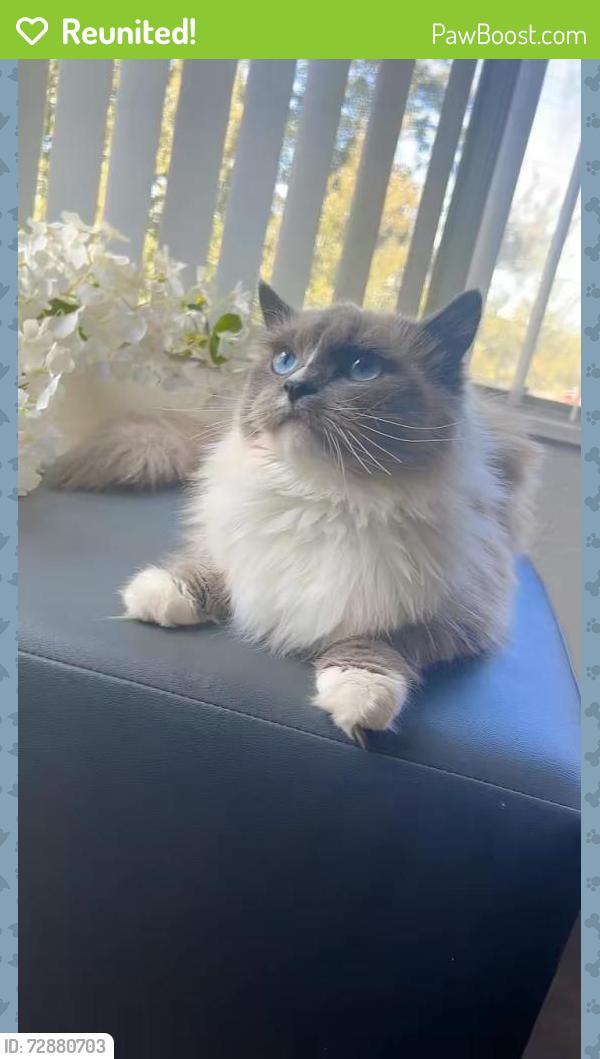 Reunited Female Cat last seen Willow place apmts , Houston, TX 77064