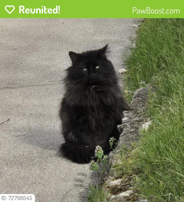 Reunited Unknown Cat last seen Paddock Hills, Avon & Paddock Hills Lane, Cincinnati, OH 45229