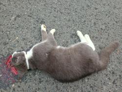 Found/Stray Unknown Cat last seen Corner of Lansing St S and Central Ave, Albany, NY 12210