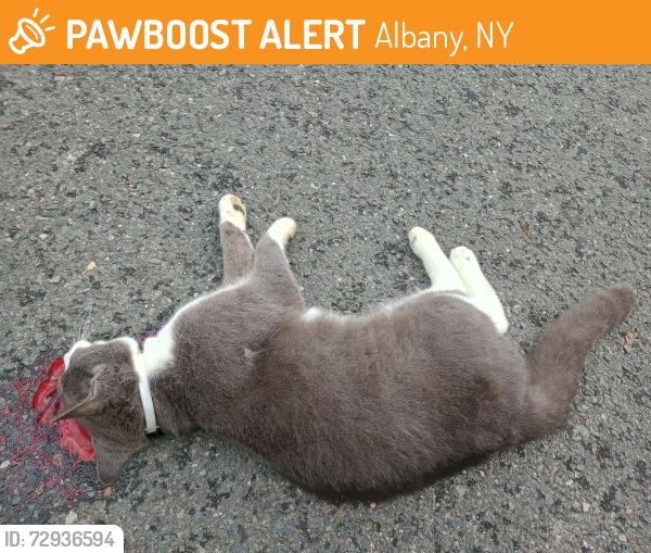Found/Stray Unknown Cat last seen Corner of Lansing St S and Central Ave, Albany, NY 12210