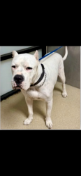 Reunited Male Dog last seen Sandage ave and seminary dr, Fort Worth, TX 76115