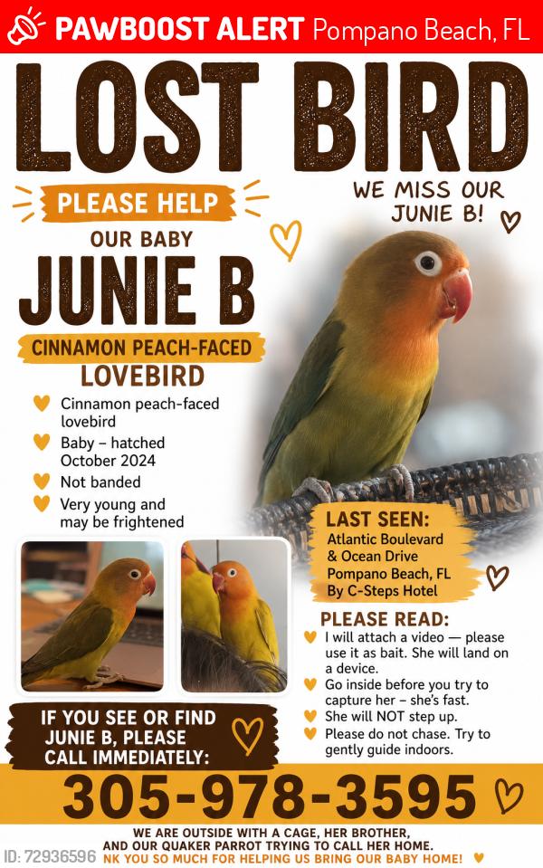 Lost Female Bird last seen Atlantic Blvd, Pompano Beach, FL 33062