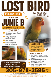 Lost Female Bird last seen Atlantic Blvd, Pompano Beach, FL 33062