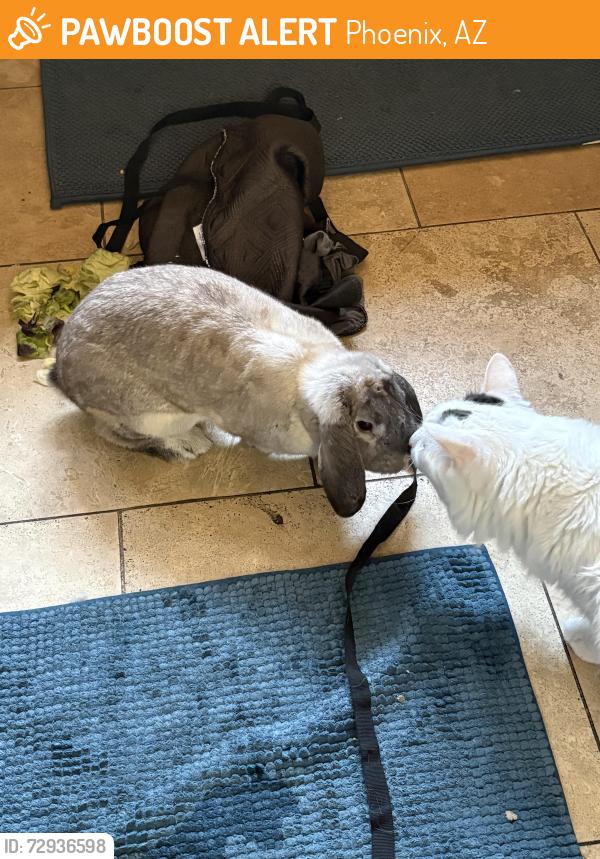 Found/Stray Unknown Rabbit last seen 21st Ave and Morten, Phoenix, AZ 85021