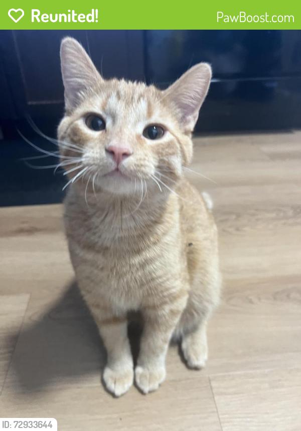 Reunited Male Cat last seen County D , Mount ridge road, Roseville, MN 55113