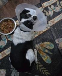 Lost Male Dog last seen Scharde Rd & Evinrude Dr, Rowlett, TX 75088