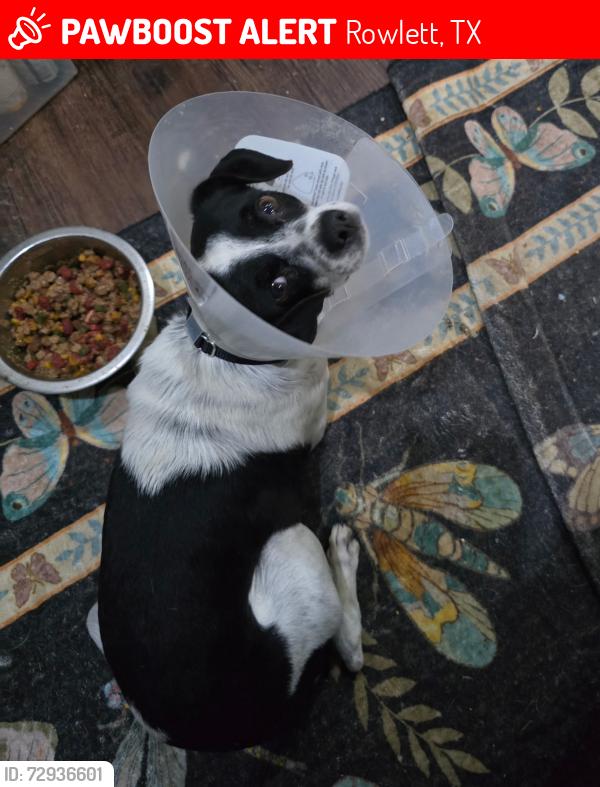 Lost Male Dog last seen Scharde Rd & Evinrude Dr, Rowlett, TX 75088