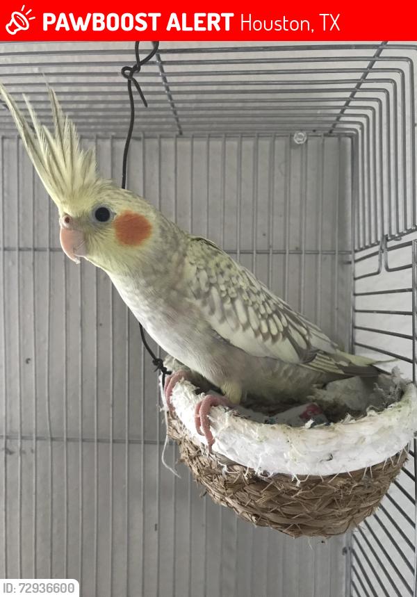 Lost Male Bird last seen Peerless street Houston Texas , Houston, TX 77021