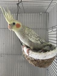 Lost Male Bird last seen Peerless street Houston Texas , Houston, TX 77021