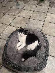 Reunited Male Cat last seen 10th and center west Oakland , Oakland, CA 94607