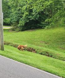 Lost Female Dog last seen Sims road south Knoxville, Knoxville, TN 37920