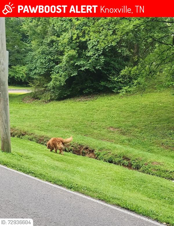 Lost Female Dog last seen Sims road south Knoxville, Knoxville, TN 37920