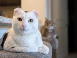 Lost Female Cat last seen Near seta and cove apmts on parkway Dr, La Mesa, CA 91942