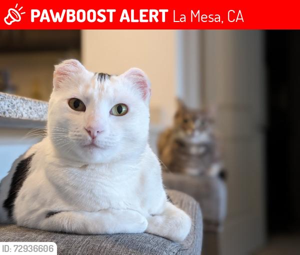 Lost Female Cat last seen Near seta and cove apmts on parkway Dr, La Mesa, CA 91942