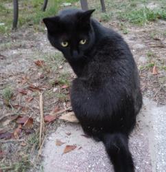 Reunited Female Cat last seen Blackburn Street , Jacksonville, FL 32210