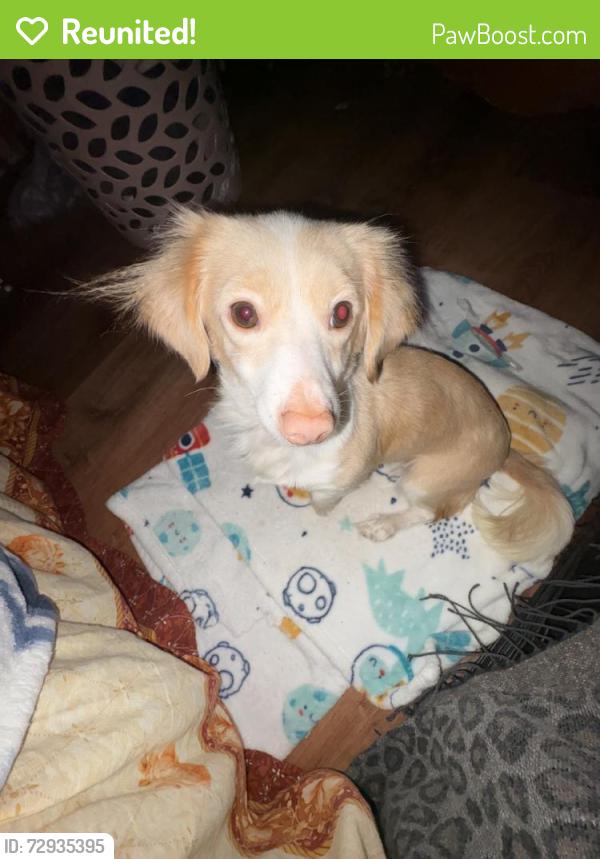 Reunited Female Dog last seen Near Wilkie Ct, Granite Falls, NC 28630, USA, Granite Falls, NC 28630