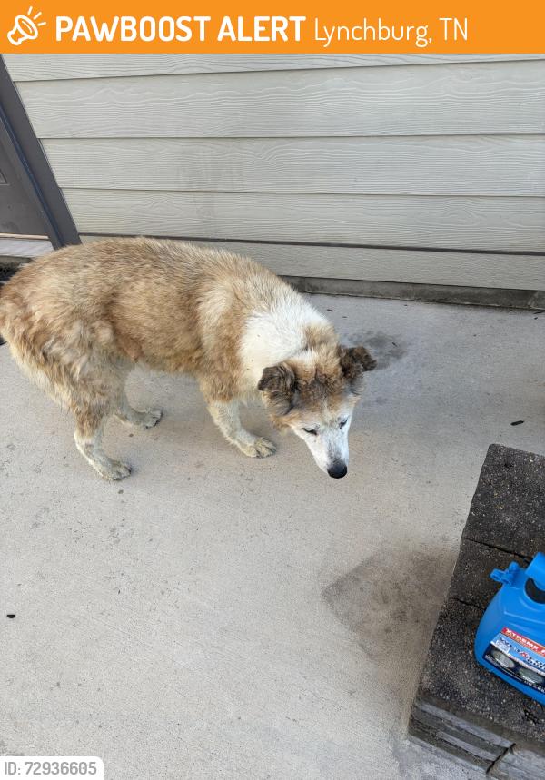 Found/Stray Male Dog last seen Finney road, Williamson hollow Road , Lynchburg, TN 37352