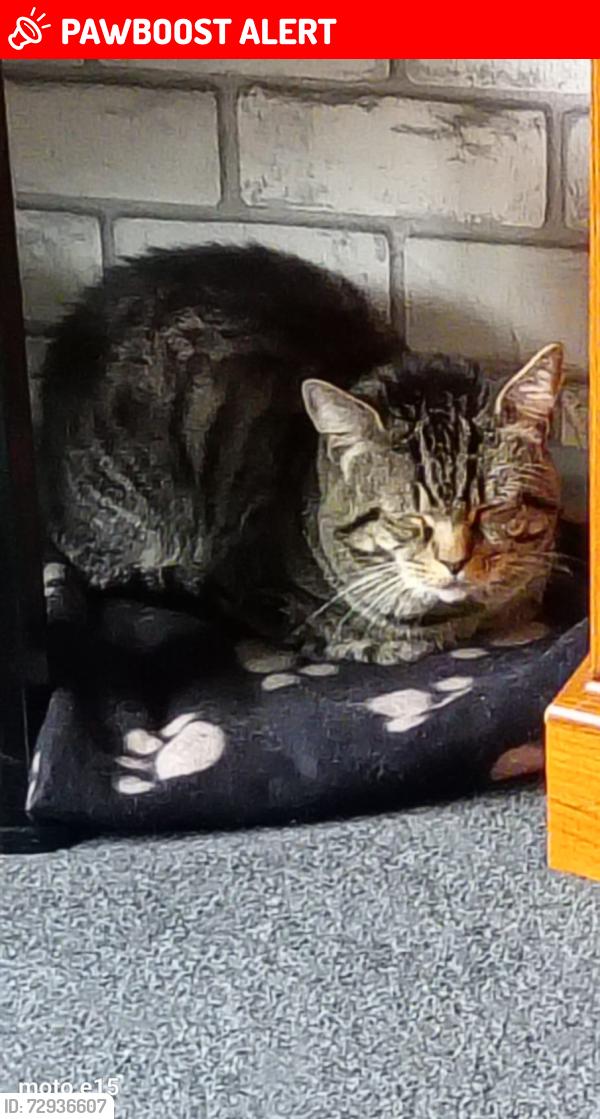 Lost Male Cat last seen Pickford hill harpenden , Hertfordshire, England AL5 5HQ