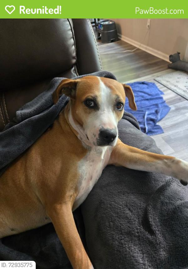 Reunited Female Dog last seen Icard Rhodhiss Rd, Burke County, NC 28612