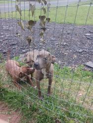 Found/Stray Male and F Dog last seen Macon, GA, USA, Macon, GA 31213