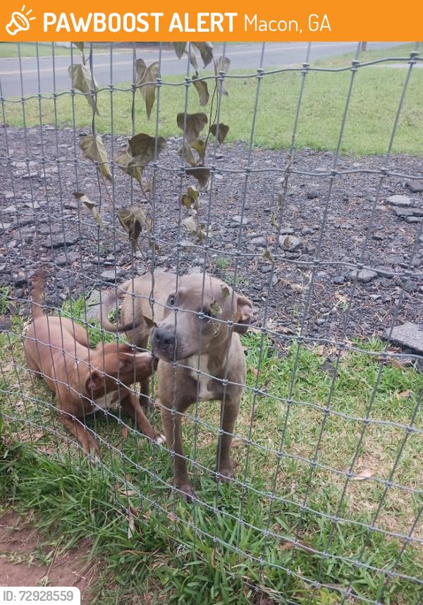 Found/Stray Male and F Dog last seen Macon, GA, USA, Macon, GA 31213