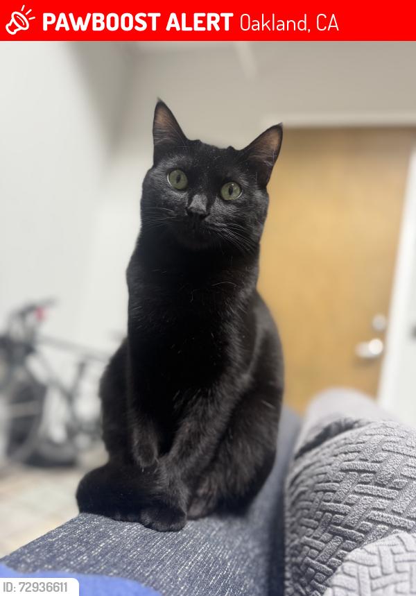 Lost Male Cat last seen 10th and center , Oakland, CA 94607