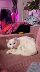 Lost Male Cat last seen NC 191, Arden, NC 28704