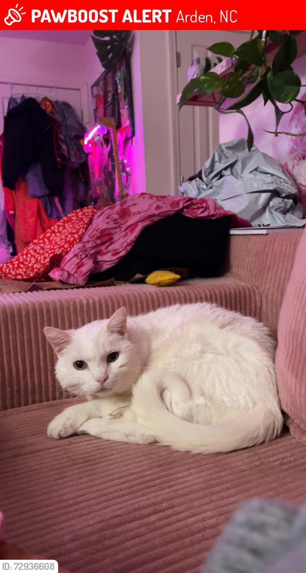 Lost Male Cat last seen NC 191, Arden, NC 28704