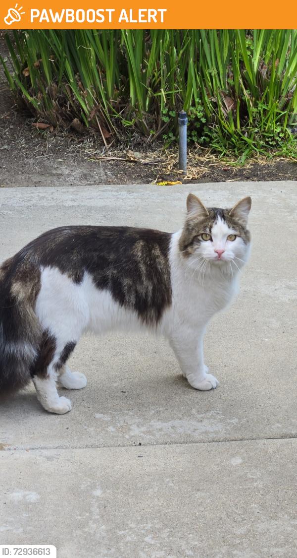 Found/Stray Unknown Cat last seen Via San Vicentr, San Juan Capistrano, CA 92675