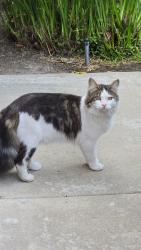Found/Stray Unknown Cat last seen Via San Vicentr, San Juan Capistrano, CA 92675