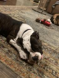Reunited Male Dog last seen Near in and out, San Diego, CA 92120