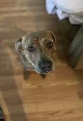 Lost Female Dog last seen Lavender Rd, Athens, GA 30606