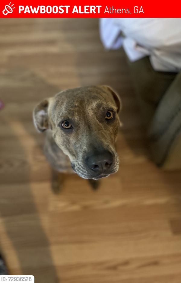 Lost Female Dog last seen Lavender Rd, Athens, GA 30606