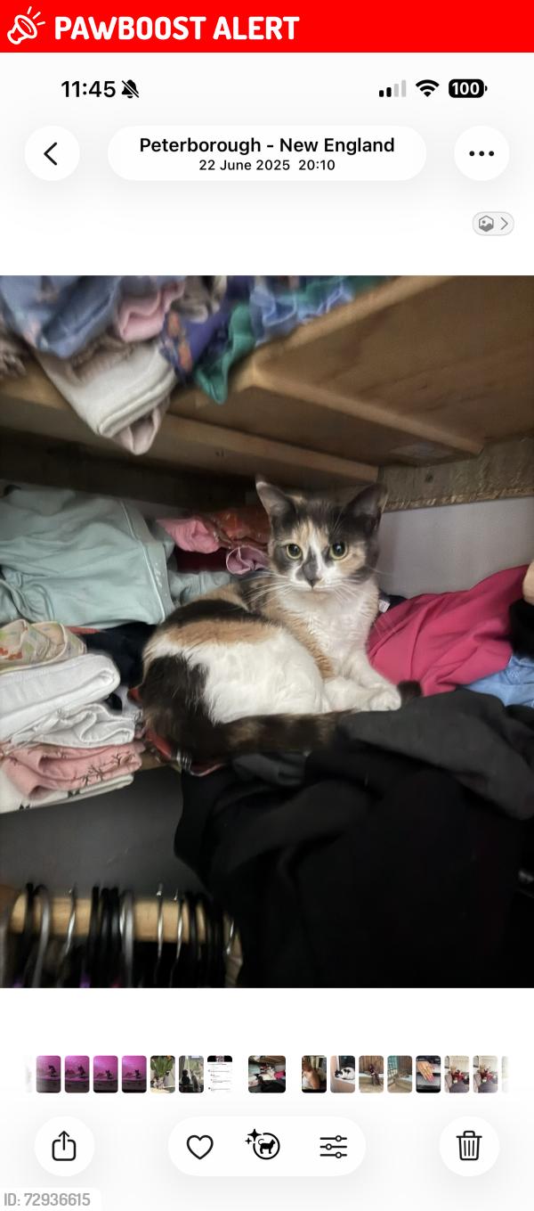 Lost Female Cat last seen Olive road, Peterborough, England PE1
