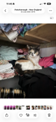 Lost Female Cat last seen Olive road, Peterborough, England PE1