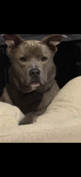 Reunited Female Dog last seen Hannahsville ln, Fort Worth, TX 76244