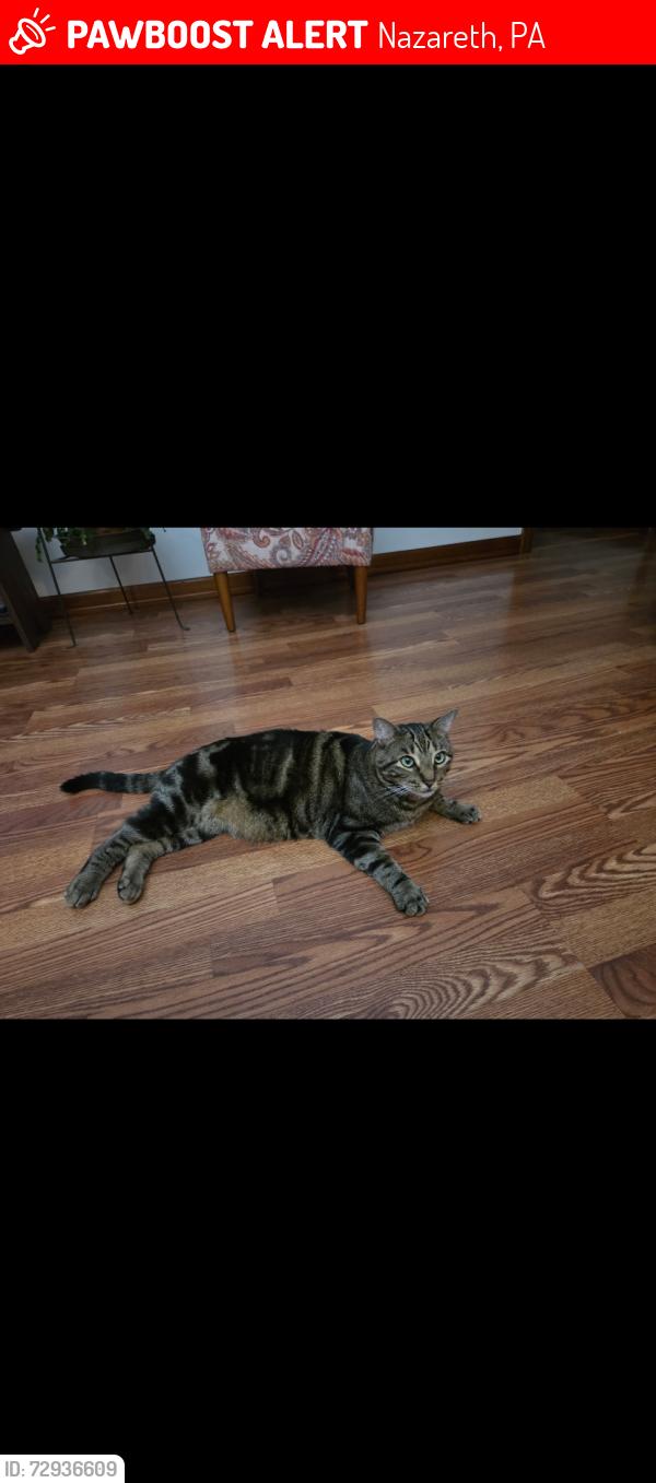 Lost Male Cat last seen Maple Tree Lane, Plainfield Twsp, near Woodland Hills fevelopment, Nazareth, PA 18064