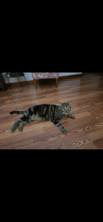 Lost Male Cat last seen Maple Tree Lane, Plainfield Twsp, near Woodland Hills fevelopment, Nazareth, PA 18064