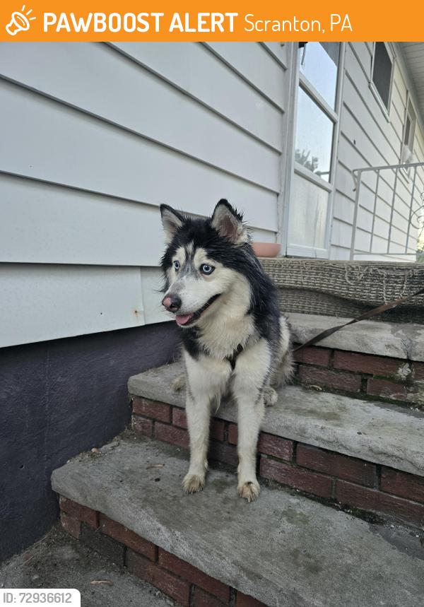 Found/Stray Female Dog last seen Caramannos restaurant/St. Ann's St, Scranton, PA 18504