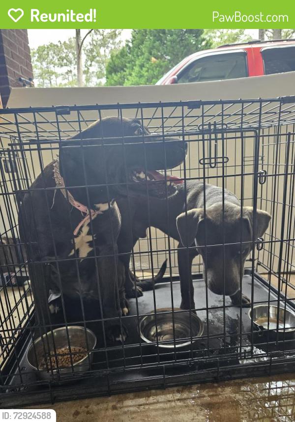 Reunited Unknown Dog last seen Near rivoli dr, Macon, GA 31210