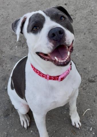 Shelter Stray Female Dog last seen Near BLOCK ARVIN ST, BAKERSFIELD CA 93308, Bakersfield, CA 93308