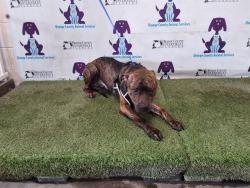 Shelter Stray Male Dog last seen , Orlando, FL 32839