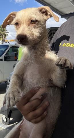 Shelter Stray Female Dog last seen Near OREGON ST, BAKERSFIELD CA 93305, Bakersfield, CA 93308