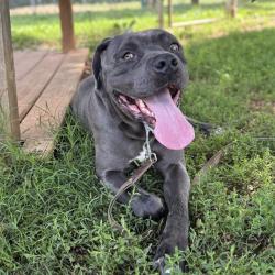 Shelter Stray Male Dog last seen SHERI DR, Huntsville, AL 35805