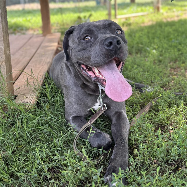 Shelter Stray Male Dog last seen SHERI DR, Huntsville, AL 35805