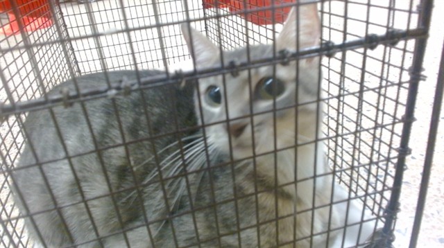 Shelter Stray Female Cat last seen Near BLOCK NW 28 ST, Doral, FL 33122