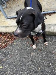 Shelter Stray Female Dog last seen Near BLOCK NE 124TH ST, Doral, FL 33122